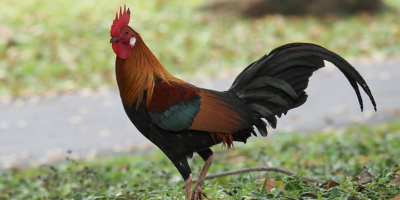 ঈদের দিনে মোরগ কোরবানি করার শরয়ী বিধান কী?
